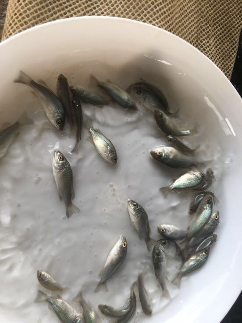 鲈鱼苗澳洲宝石鲈鱼苗批发