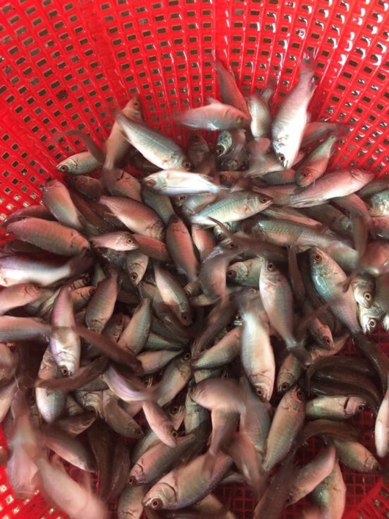 鲈鱼苗澳洲宝石鲈鱼苗批发