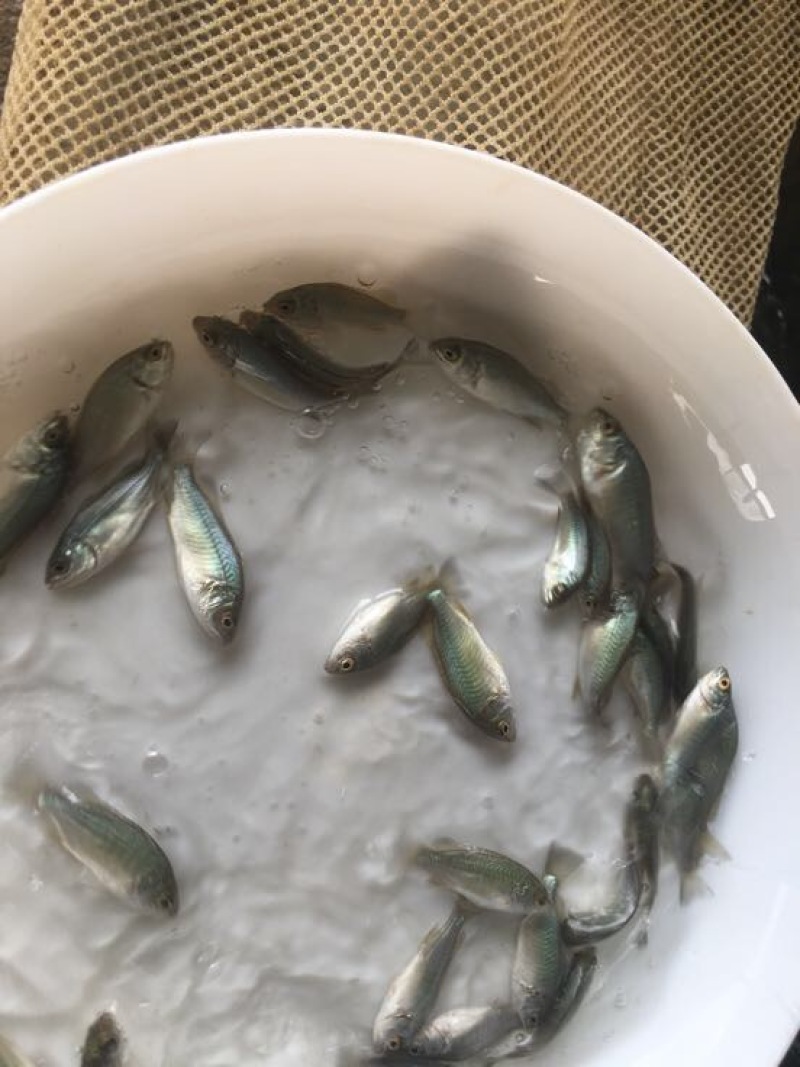 鲈鱼苗澳洲宝石鲈鱼苗批发