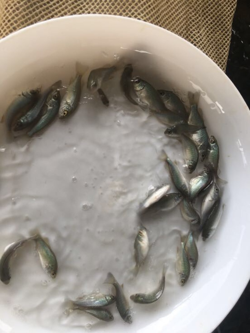 鲈鱼苗澳洲宝石鲈鱼苗批发
