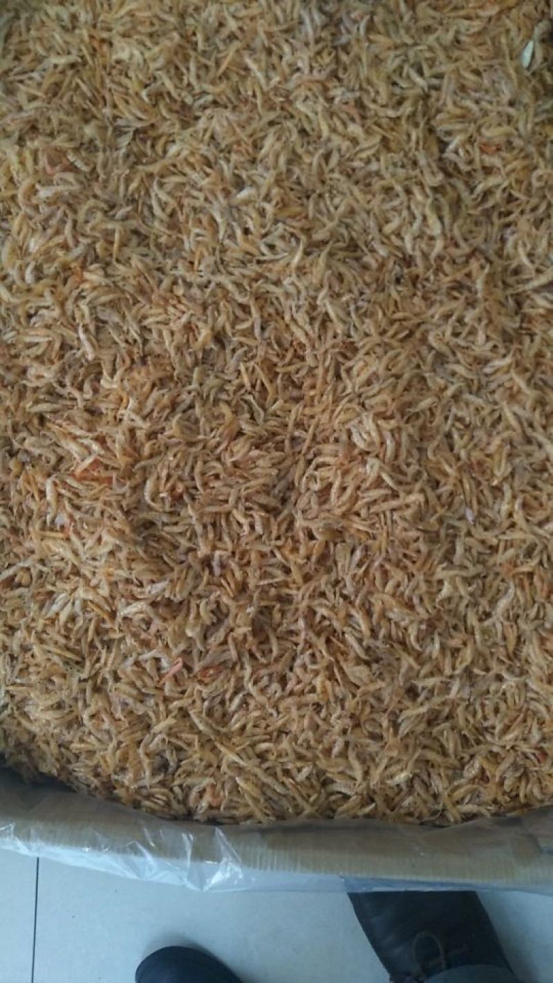 长期供应批发河虾烤虾晒虾一手货源