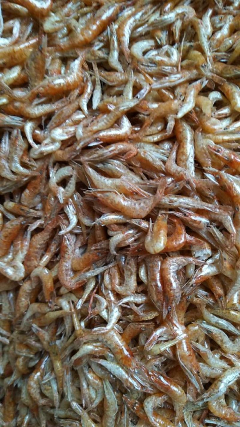 长期供应批发河虾烤虾晒虾一手货源