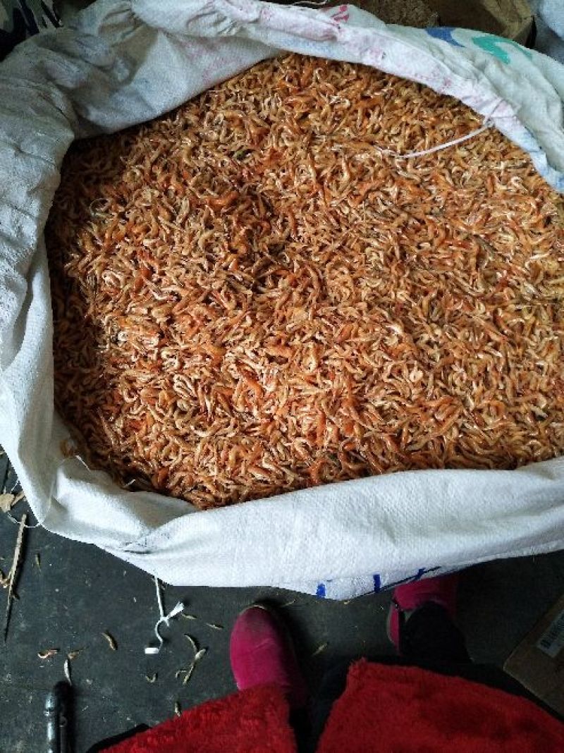 长期供应批发河虾烤虾晒虾一手货源