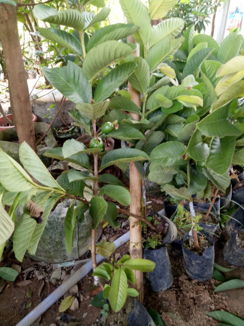番石榴苗，红宝石，西瓜芭乐，四季番石榴