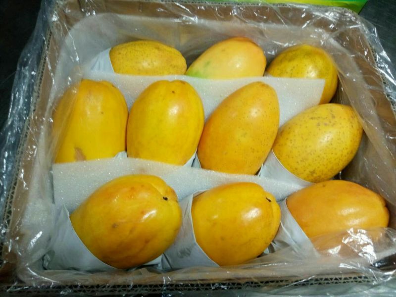 红肉水果木瓜树苗30~50cm