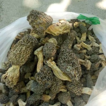 羊肚菌特级