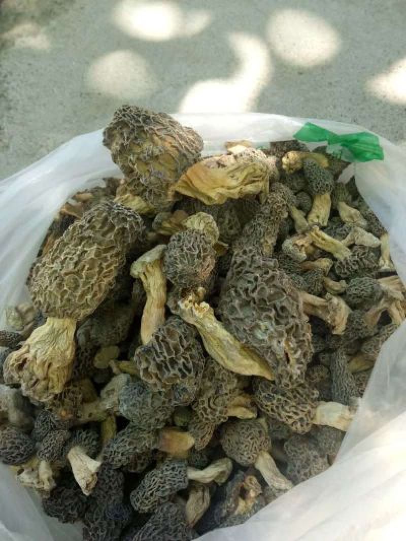 羊肚菌特级