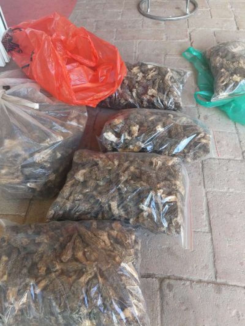 羊肚菌特级