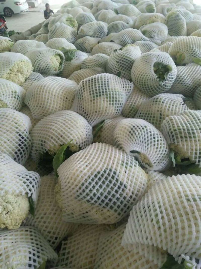 甘肃榆中基地套袋小米粒散花菜长年供货需要联系