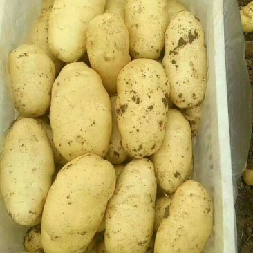 平度土豆开始了