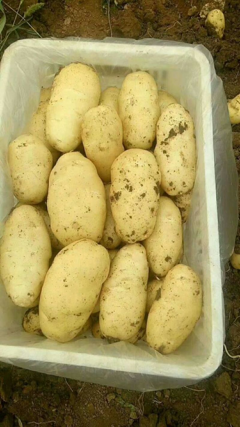 平度土豆开始了