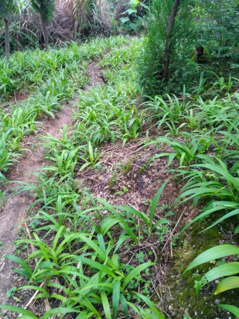 专心种植纯种紫花三叉白芨种苗，全野生栽种，不做温室大棚苗