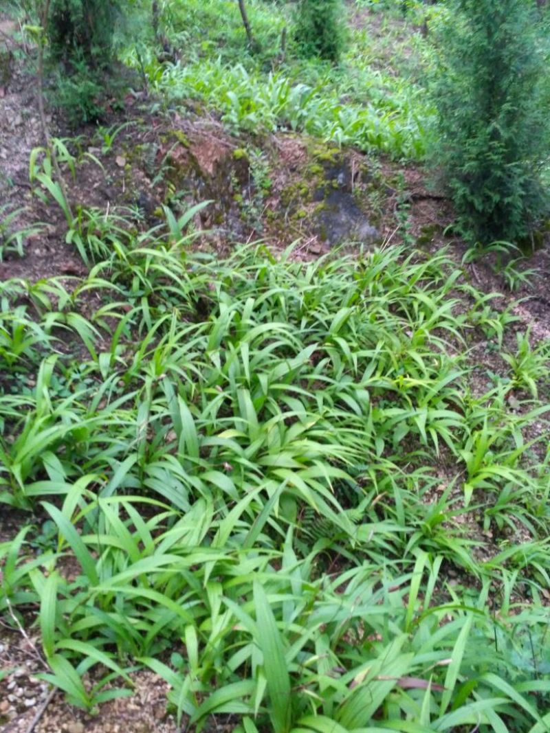 专心种植纯种紫花三叉白芨种苗，全野生栽种，不做温室大棚苗