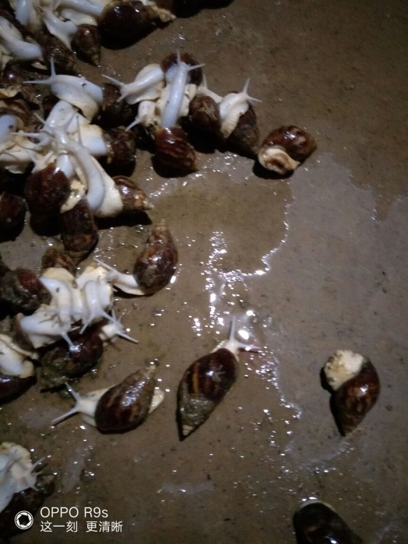 白玉蜗牛