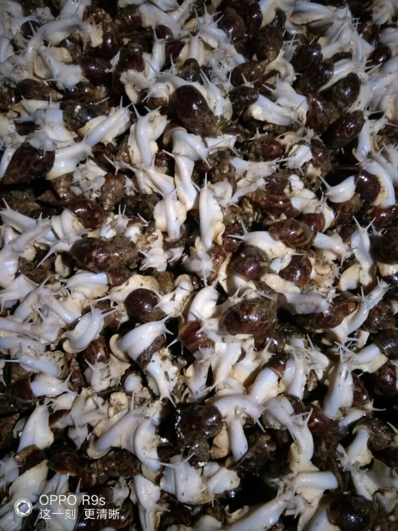 白玉蜗牛