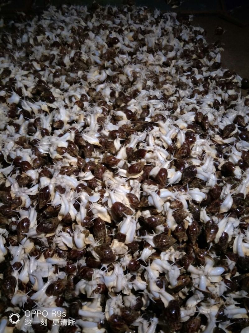 白玉蜗牛
