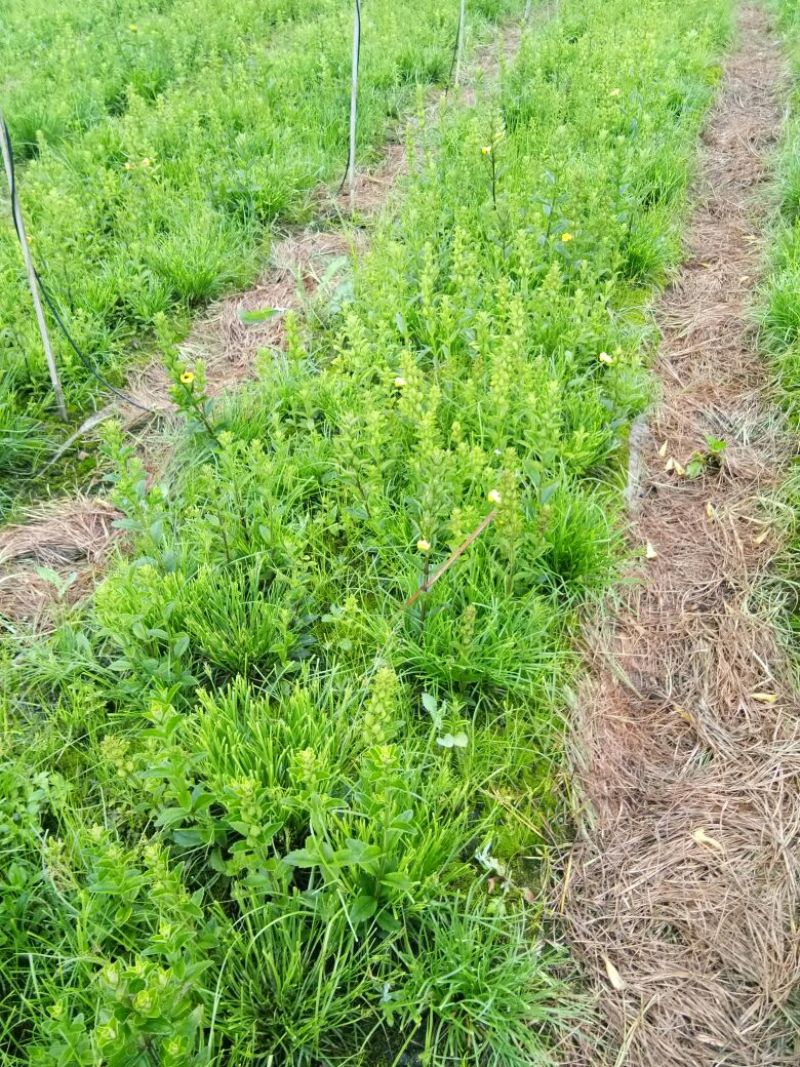 红根野蚕豆