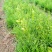 红根野蚕豆