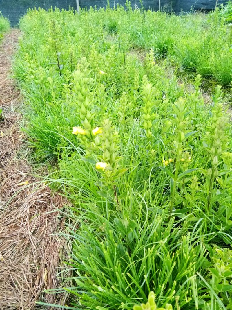 红根野蚕豆