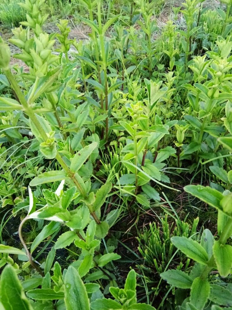 红根野蚕豆