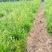 红根野蚕豆