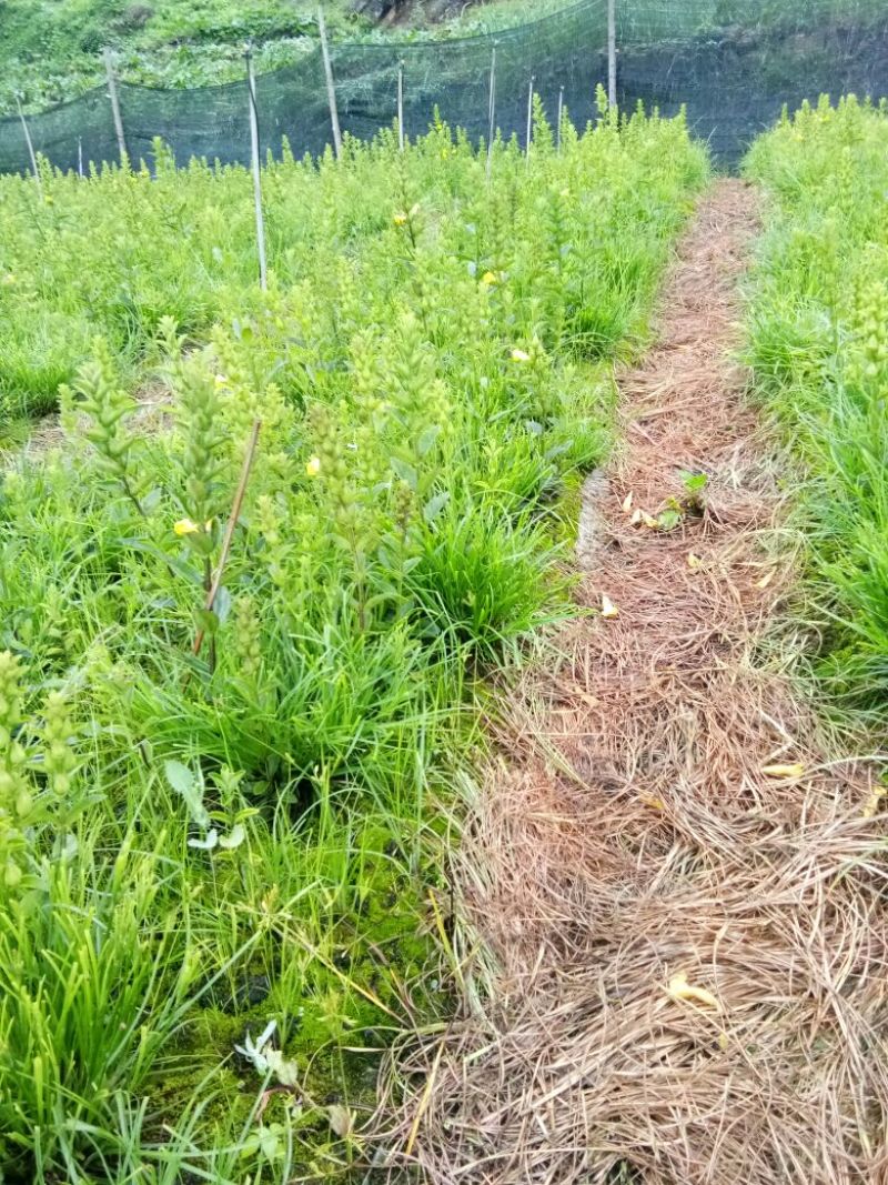 红根野蚕豆