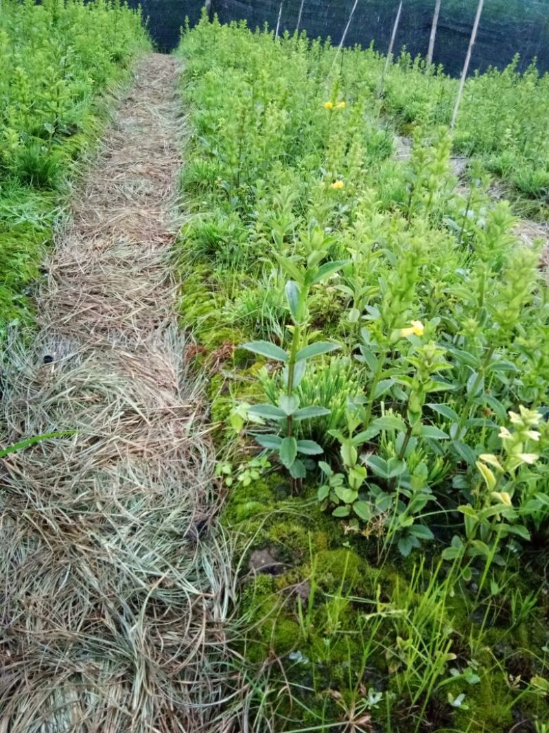 红根野蚕豆