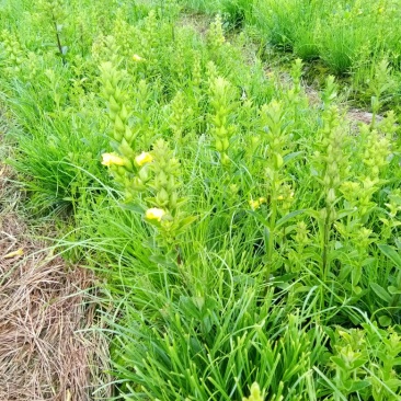 红根野蚕豆