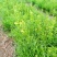红根野蚕豆