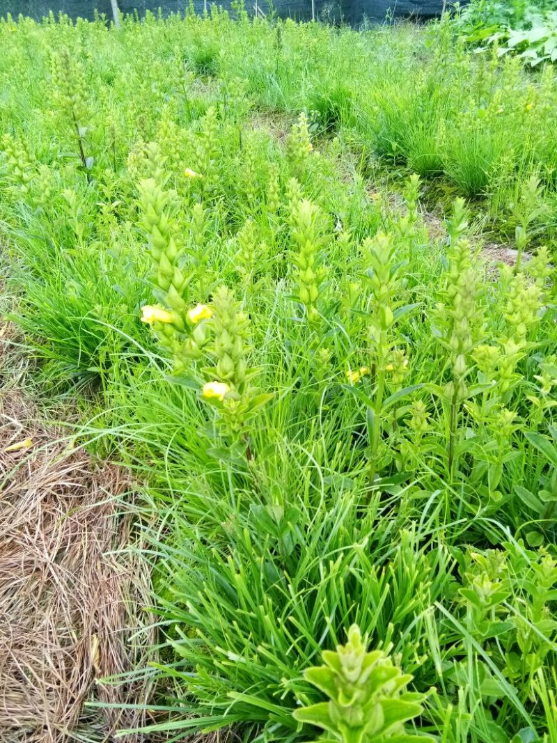 红根野蚕豆