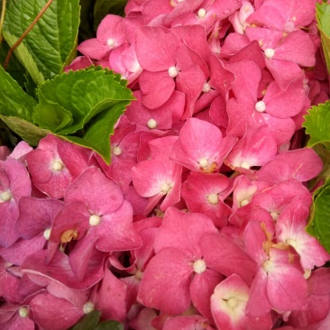 绣球，马蹄莲，海棠花，紫荆花，惠兰