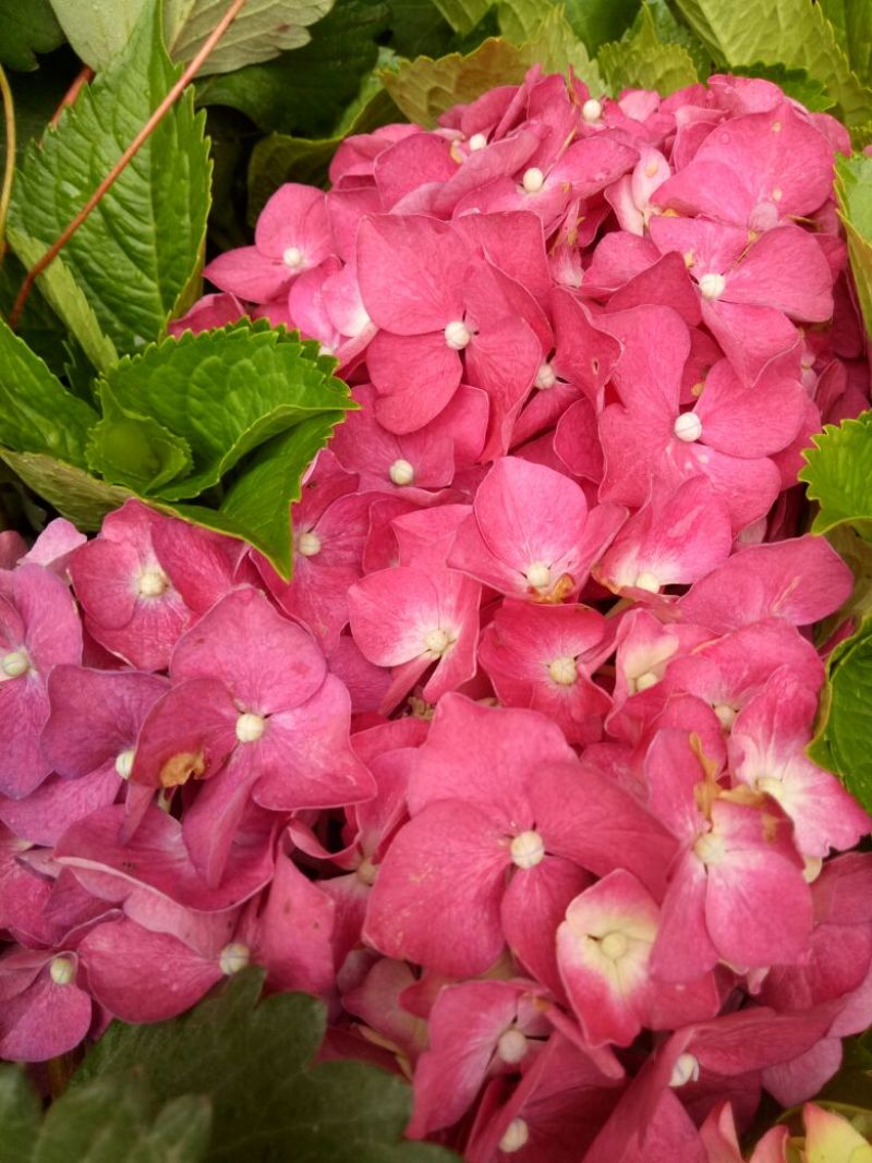 绣球，马蹄莲，海棠花，紫荆花，惠兰
