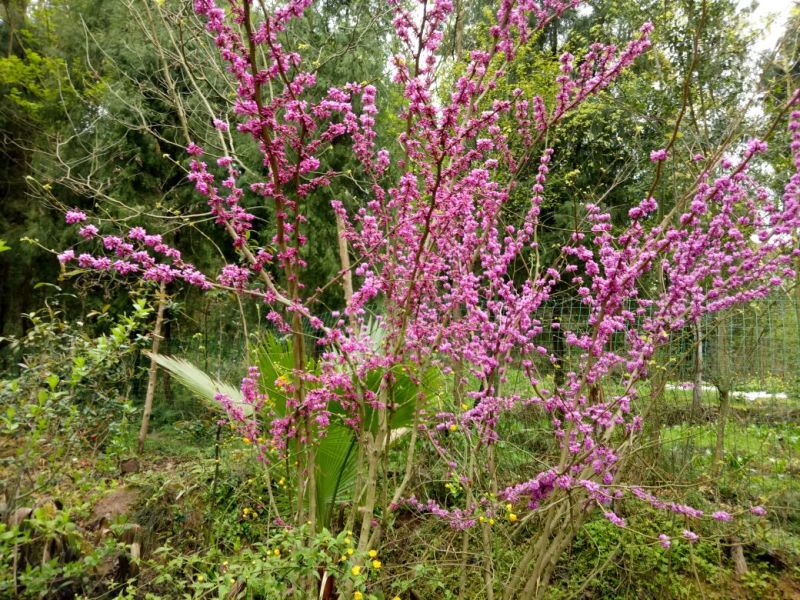 绣球，马蹄莲，海棠花，紫荆花，惠兰