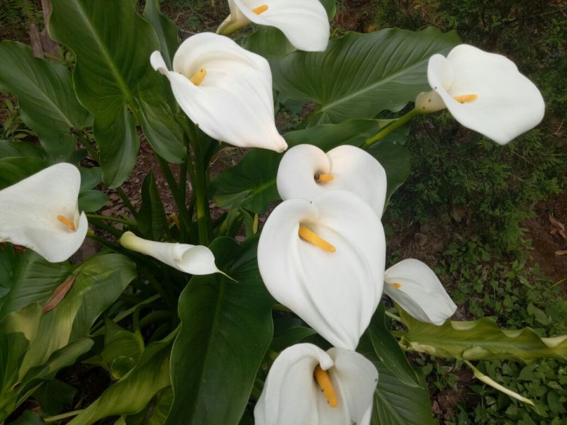 绣球，马蹄莲，海棠花，紫荆花，惠兰