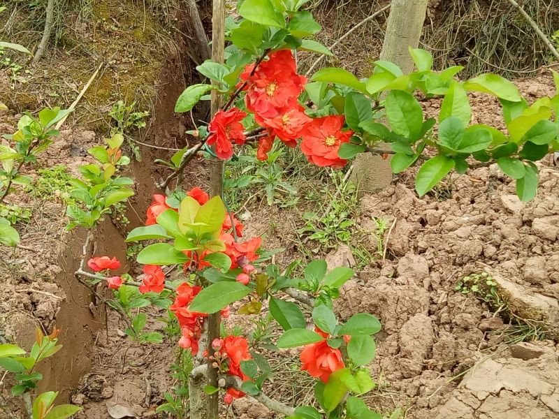 绣球，马蹄莲，海棠花，紫荆花，惠兰