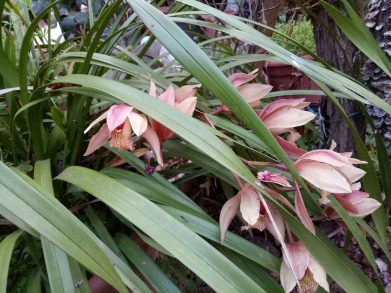 绣球，马蹄莲，海棠花，紫荆花，惠兰
