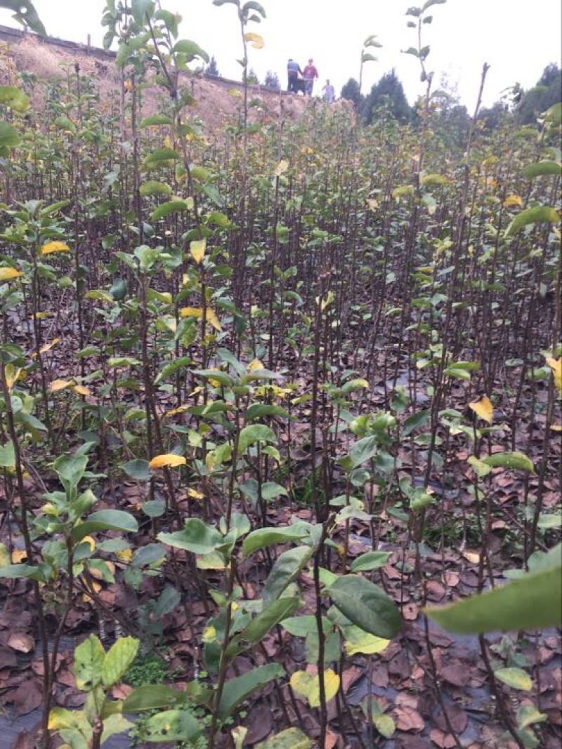 翠冠梨树苗品种质量保证，现挖现发