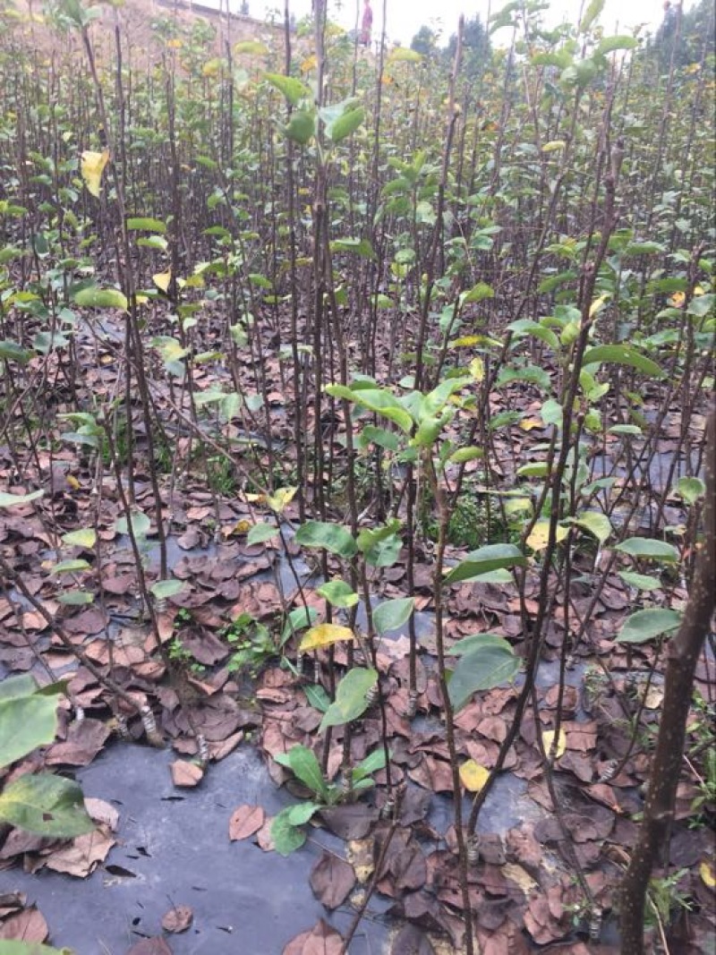 翠冠梨树苗品种质量保证，现挖现发