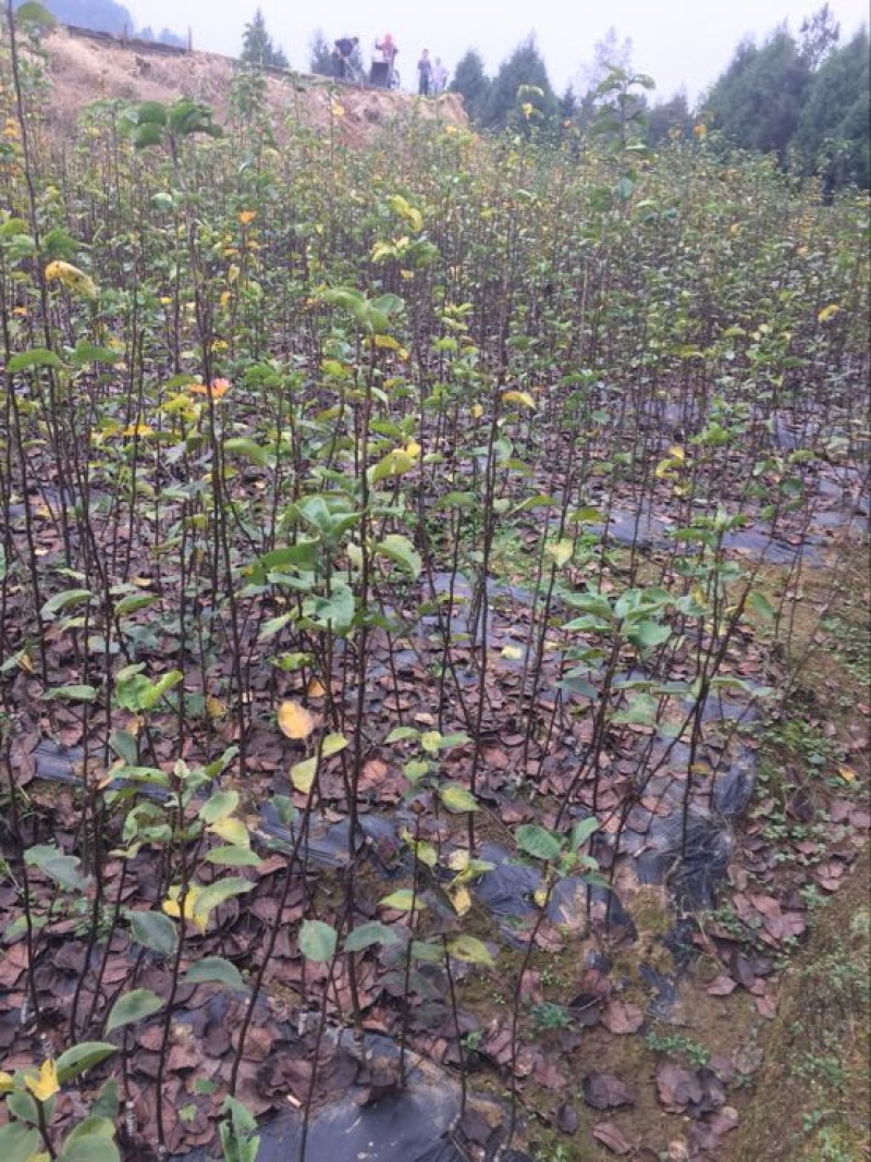 翠冠梨树苗品种质量保证，现挖现发