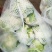 预售白花菜花河北承德产地直销，欢迎全国各地新老客户采购