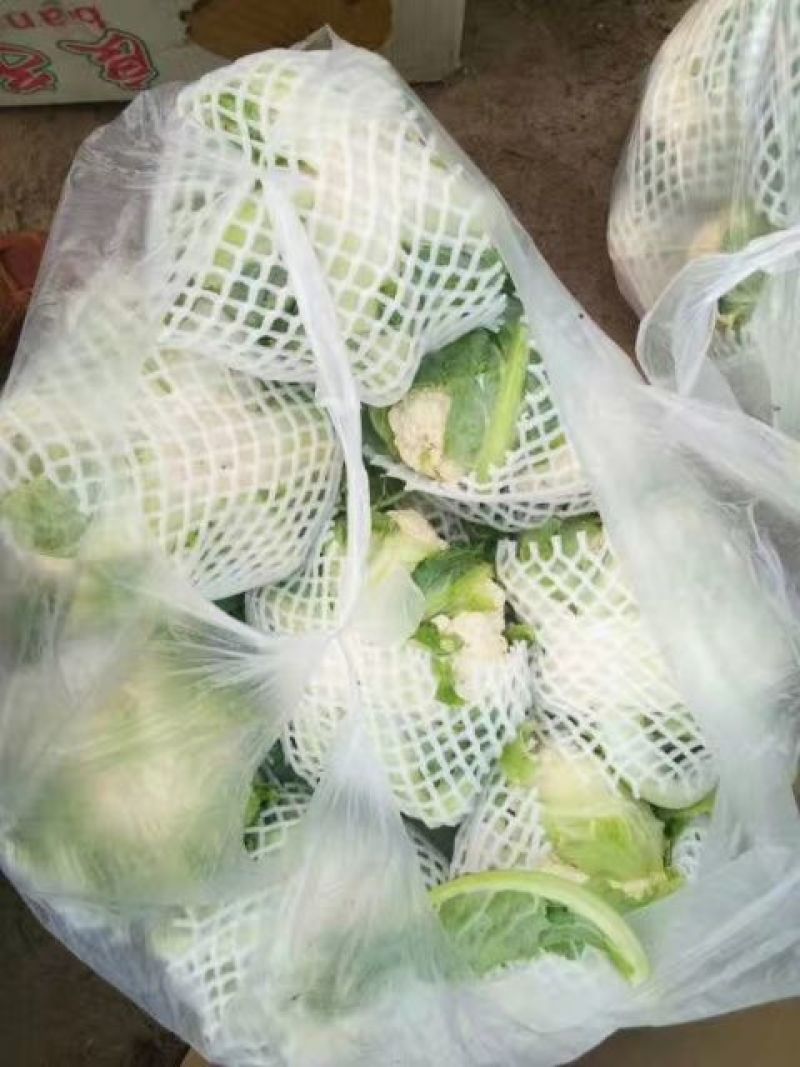 预售白花菜花河北承德产地直销，欢迎全国各地新老客户采购