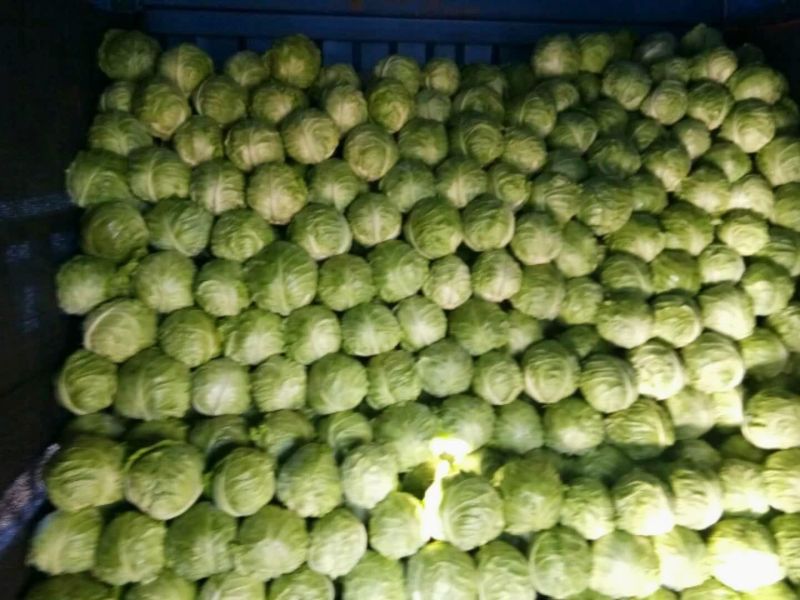 预售中甘21甘蓝0.5~1公斤，欢迎全国各地新老客户采