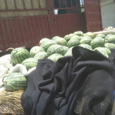 8424瓜皮薄，甜度高西瓜🍉