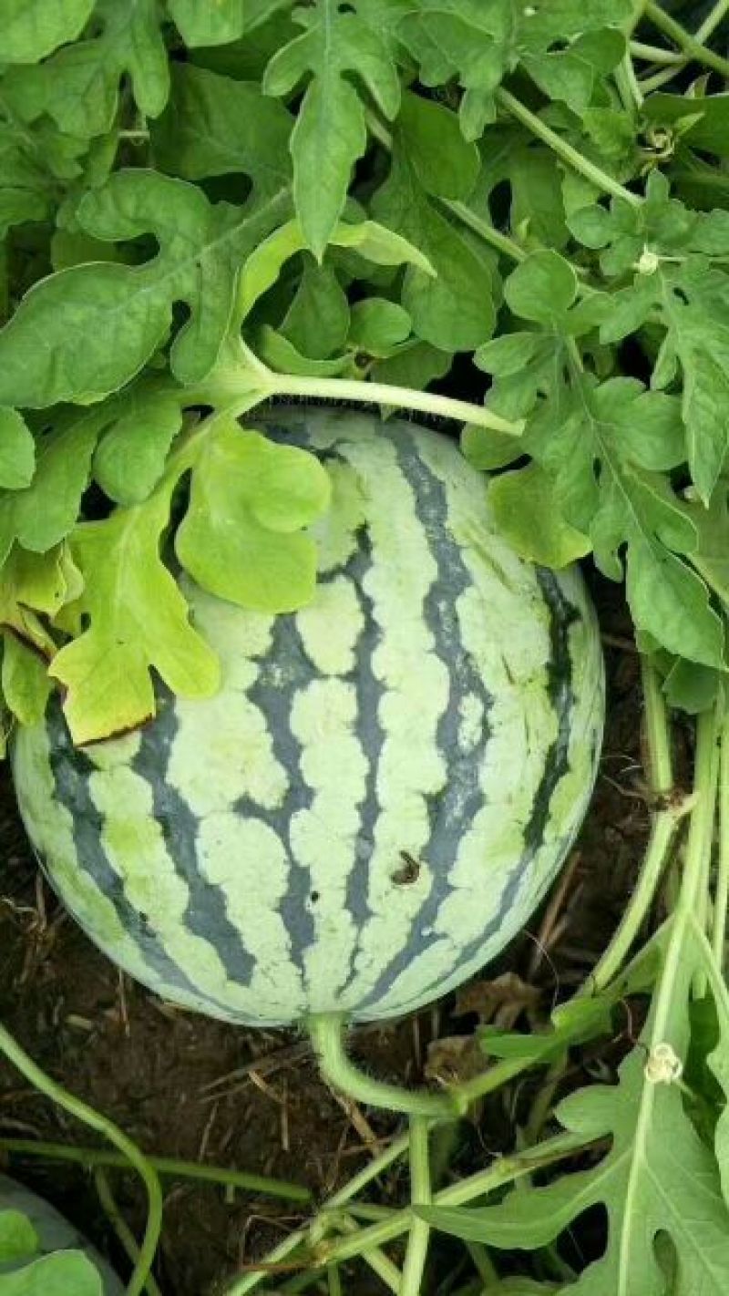 8424瓜皮薄，甜度高西瓜🍉