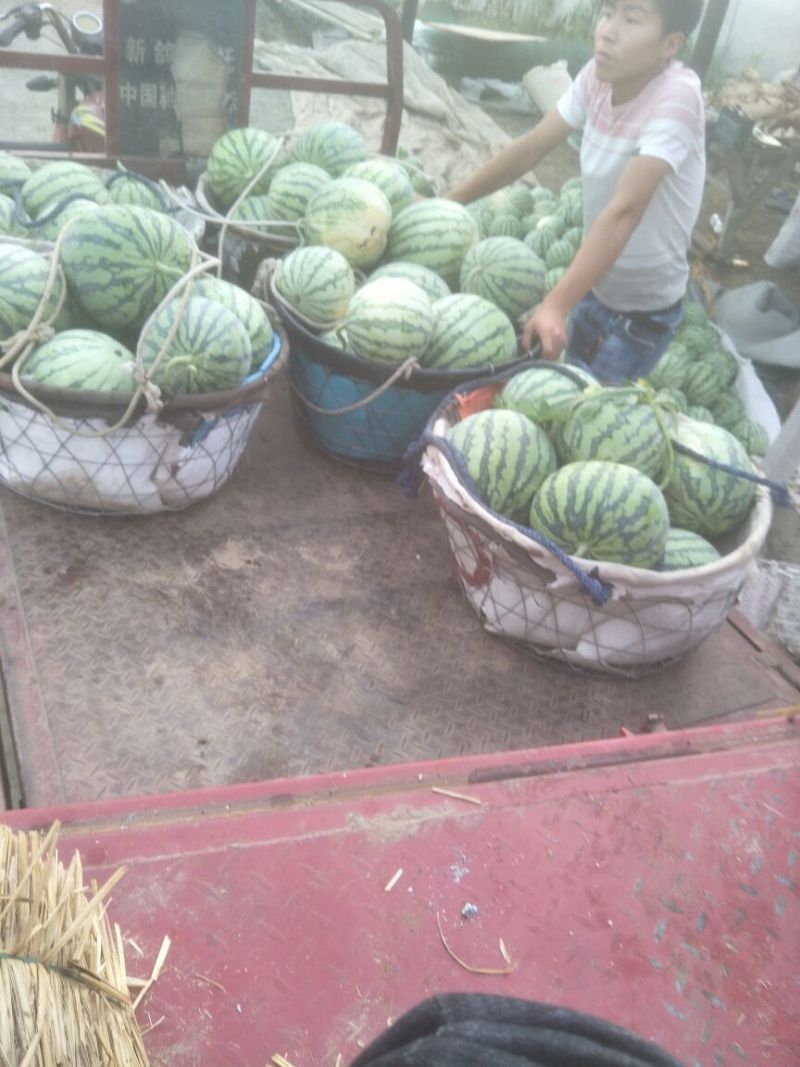8424瓜皮薄，甜度高西瓜🍉