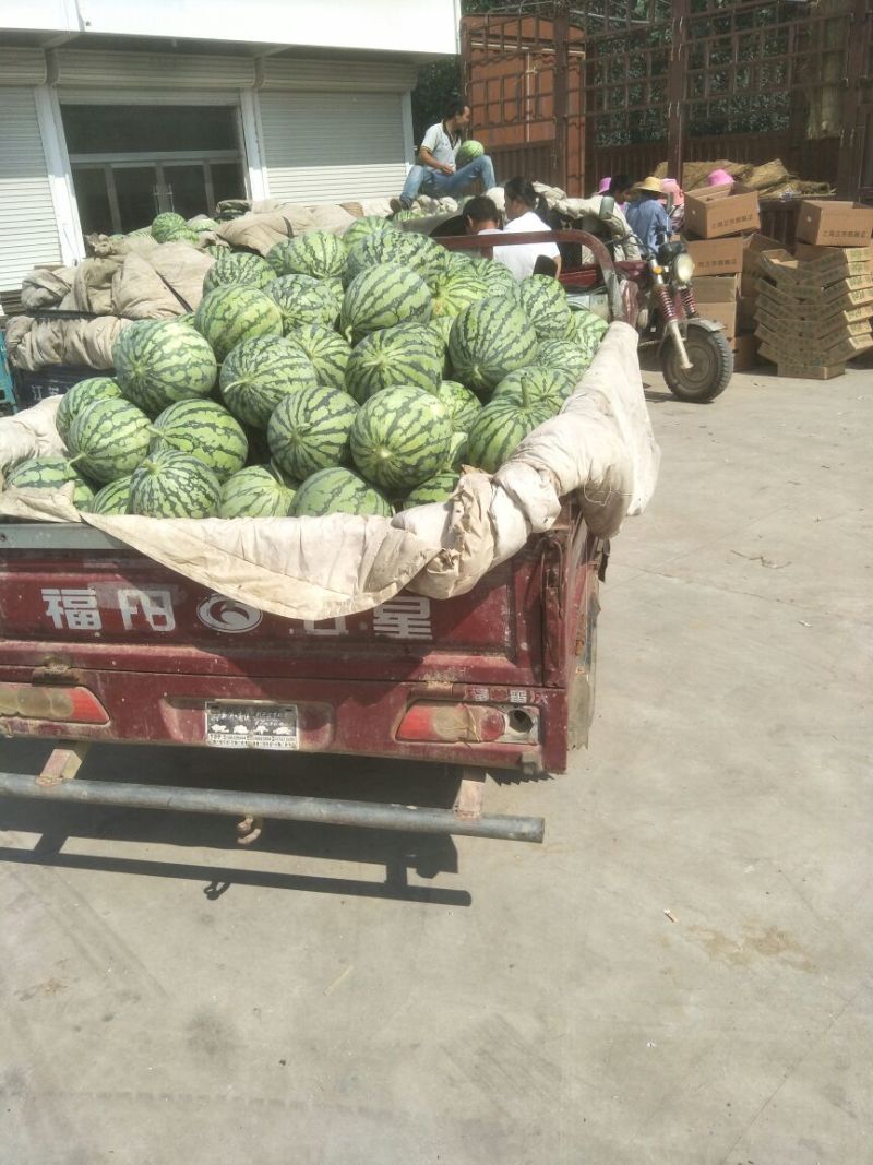 8424瓜皮薄，甜度高西瓜🍉