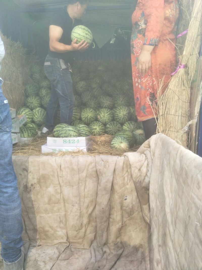 8424瓜皮薄，甜度高西瓜🍉