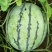 8424瓜皮薄，甜度高西瓜🍉
