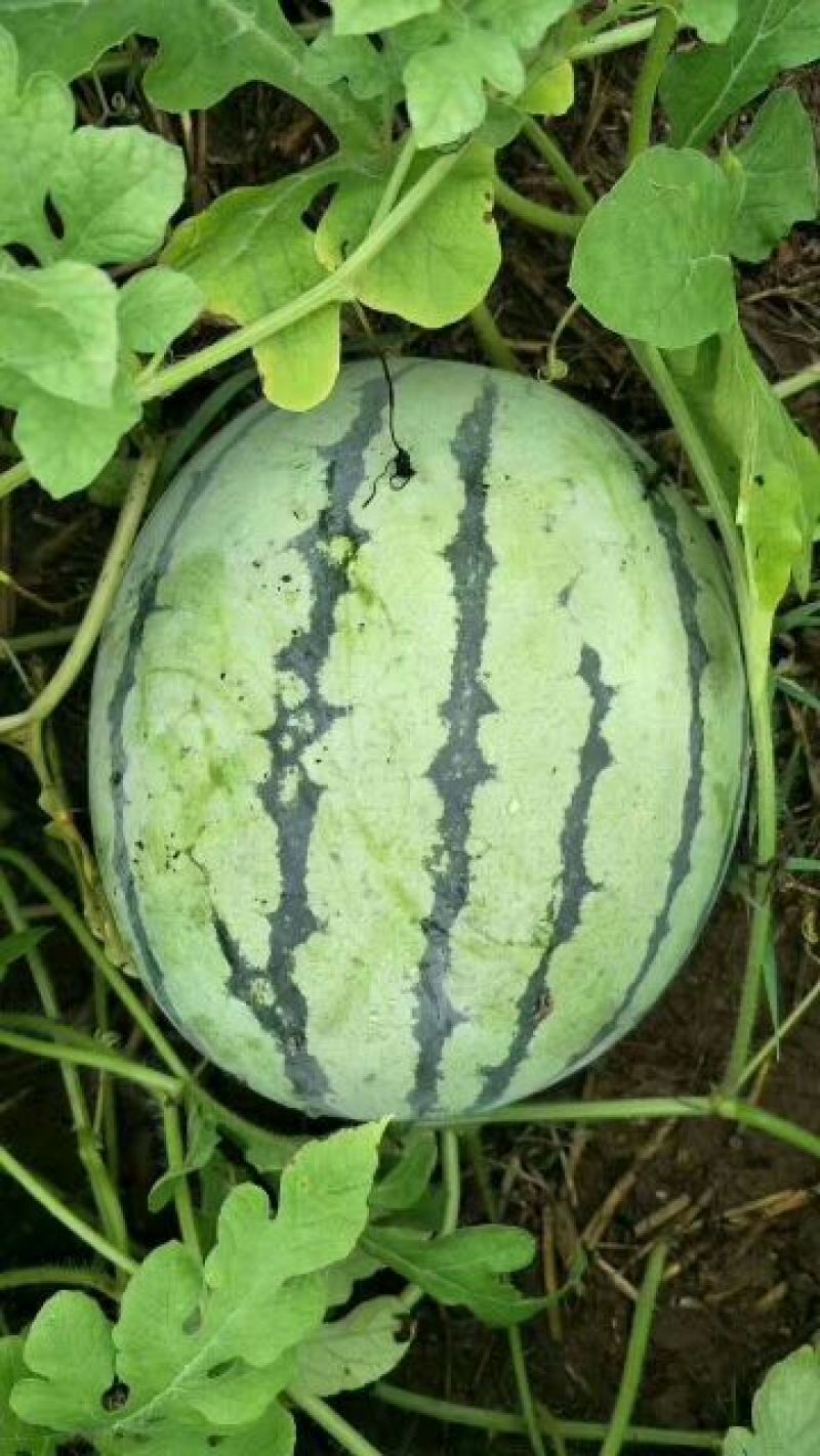 8424瓜皮薄，甜度高西瓜🍉