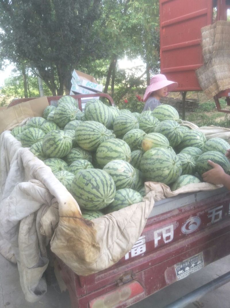 8424瓜皮薄，甜度高西瓜🍉